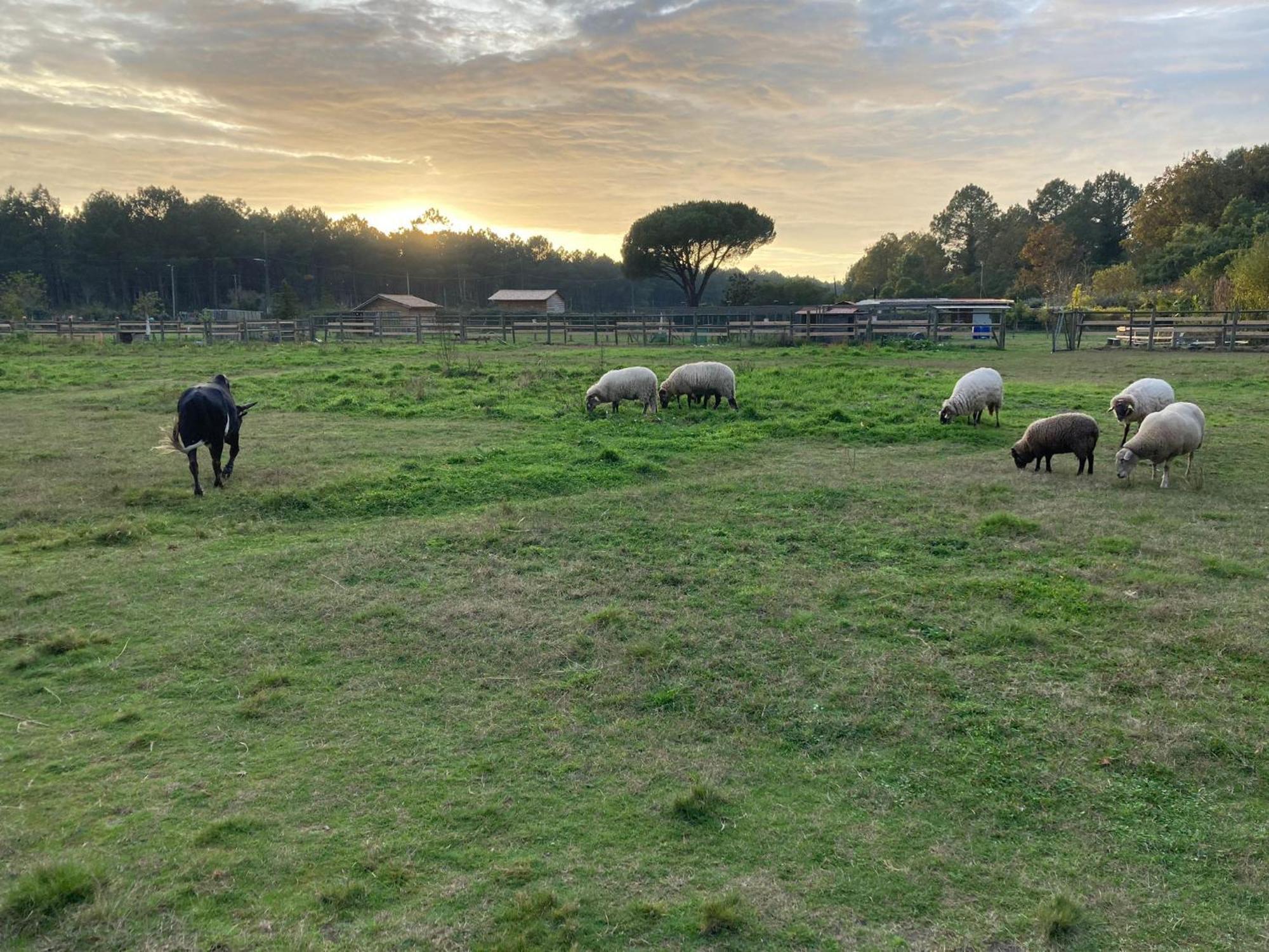 Gite - La Ferme A La Plage Le Porge Exteriér fotografie